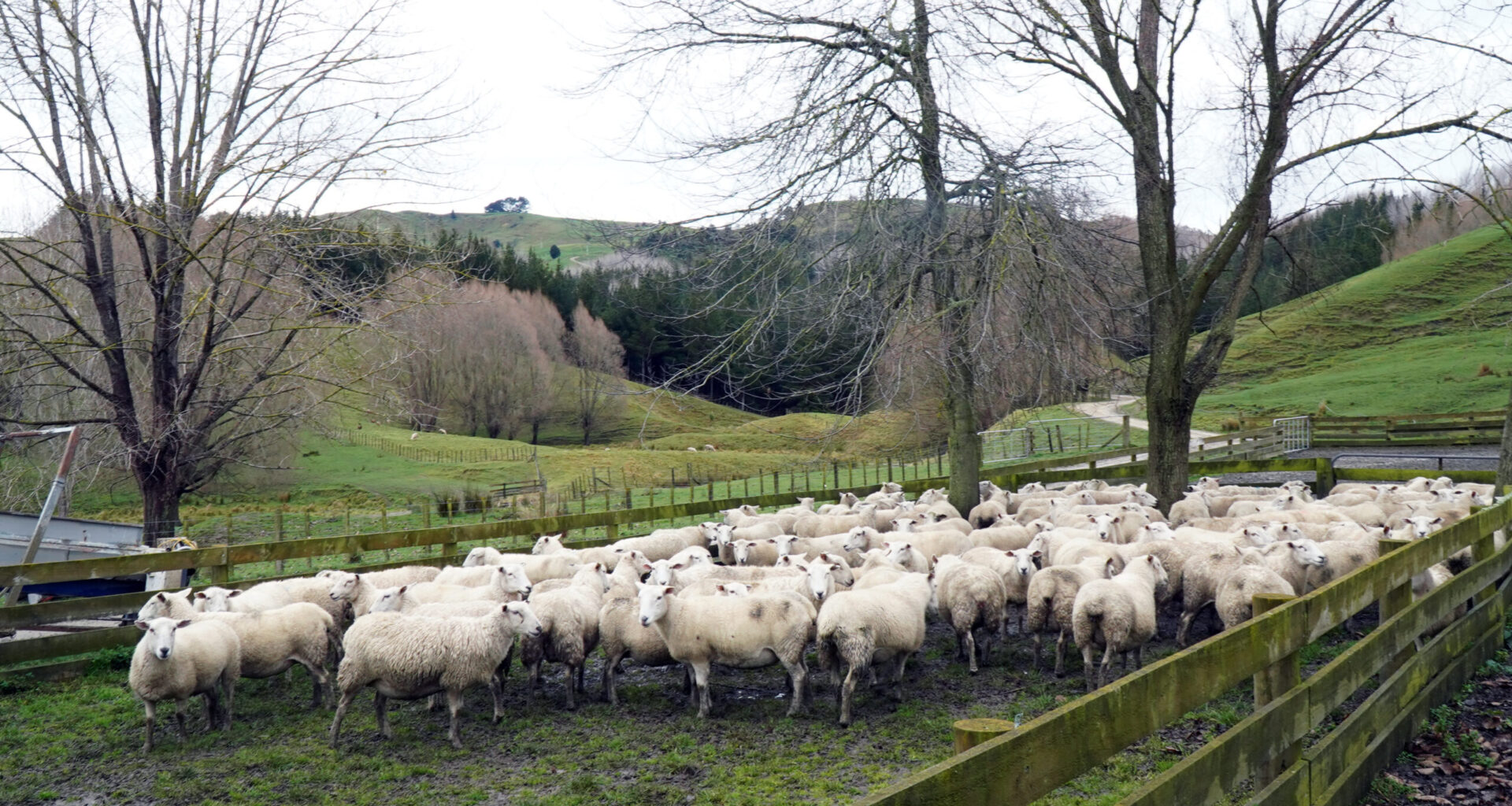 Sheep of the future begins to take shape