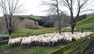 Sheep of the future begins to take shape