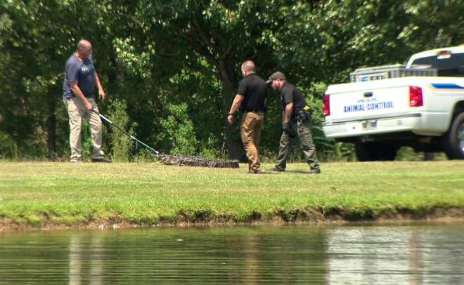 alligator being captured