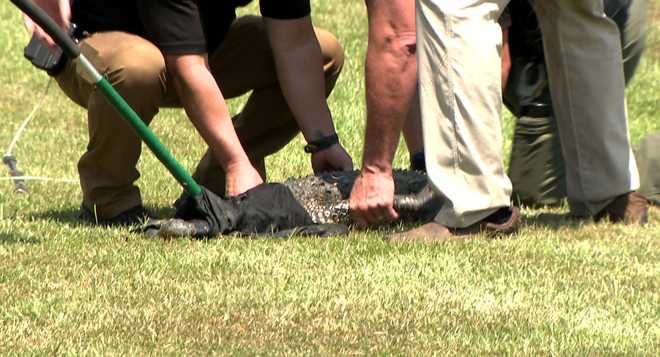 alligator being captured outside faith academy