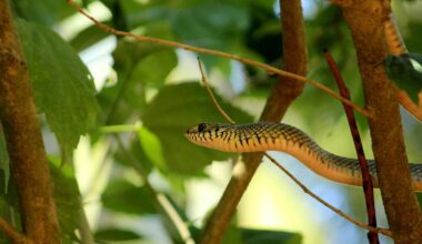 Nearly 6-foot snake spotted slithering at Ohio state park