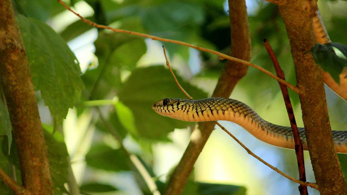 Nearly 6-foot snake spotted slithering at Ohio state park