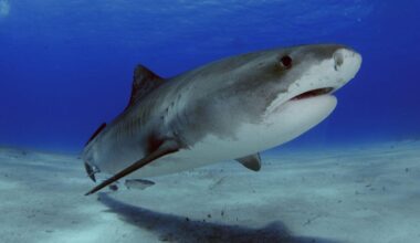U.S. tourist attacked by a shark while spearfishing in the Bahamas