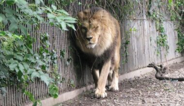 Denmark’s Aalborg Zoo asks people to donate unwanted pets to feed predators and imitate ‘natural food chain’