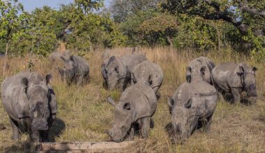 Well-known rhinocerous breeder among 6 arrested in South Africa over $14 million rhino horn trafficking scheme