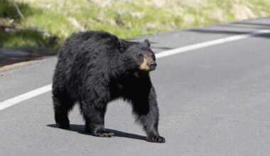 Florida officials approve black bear hunt proposal