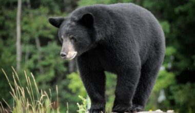 Visitors warned not to feed bears at national parks amid increase in incidents: "Bears learn quickly"