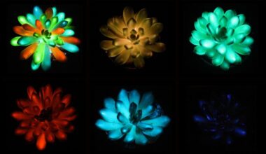 Scientists Have Created Glow-in-The-Dark Succulents (And We Want One) : ScienceAlert