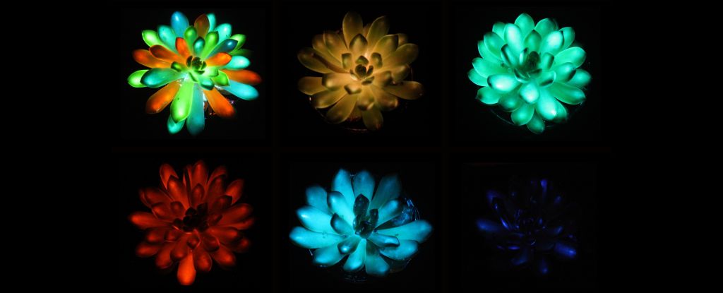 Scientists Have Created Glow-in-The-Dark Succulents (And We Want One) : ScienceAlert