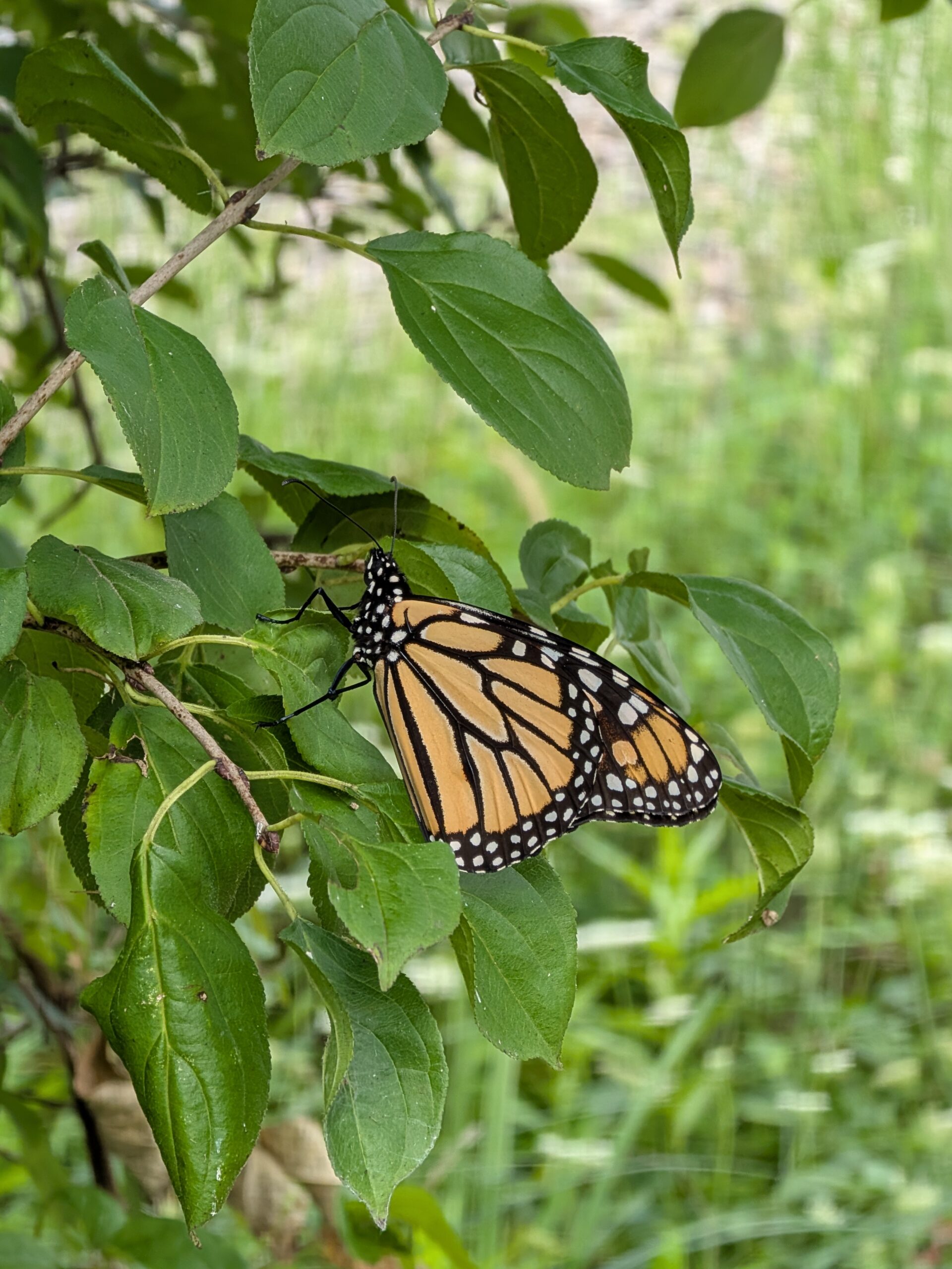 Photo of a butterfly, taken with the Google Pixel 10.
