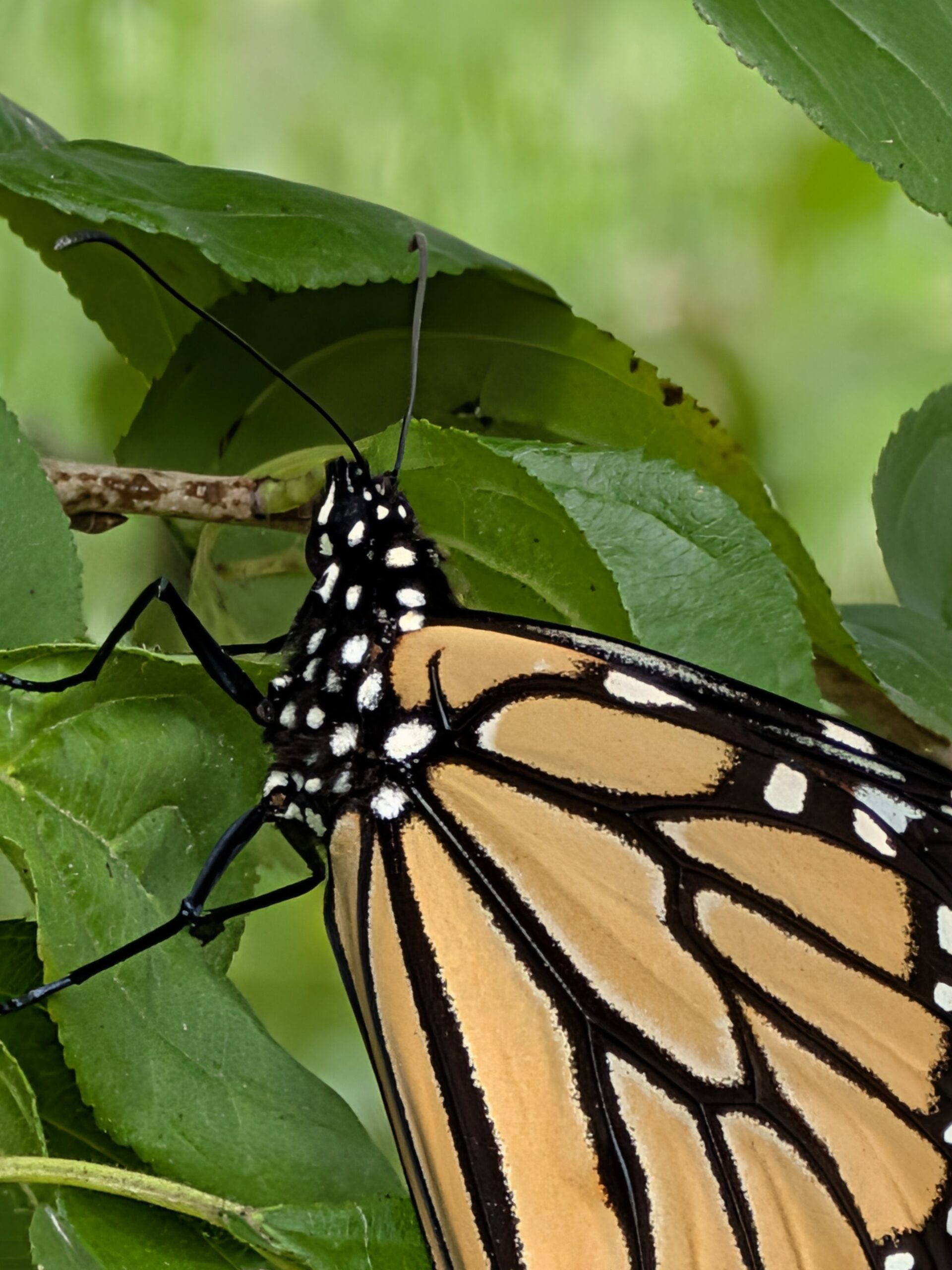 Photo of a butterfly, taken with the Google Pixel 10.