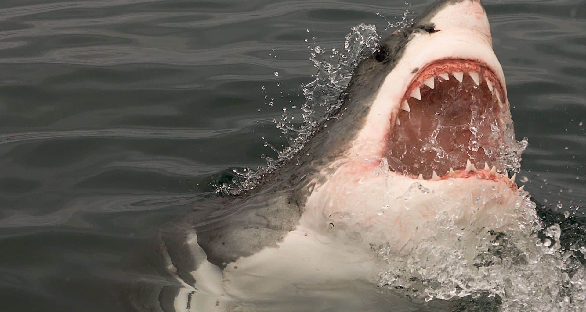 Great White Shark