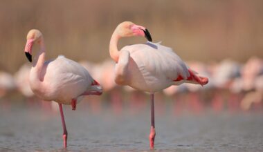 Flamingoes Can Slow Down Aging—But Only If They Embrace This Lifestyle