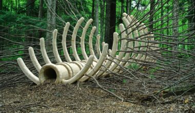 a sculpture by Hugh Hayden of a giant animal rib cage in the woods