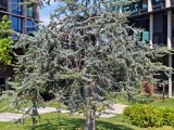 Honor Magic V5: 12.5MP main camera 2x zoom samples - f/1.6, ISO 50, 1/2200s - Honor Magic V5 review