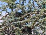 Honor Magic V5: 16MP telephoto camera 6x zoom samples - f/2.5, ISO 80, 1/450s - Honor Magic V5 review