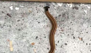 USDA is building fly factory in Texas to stop screwworm