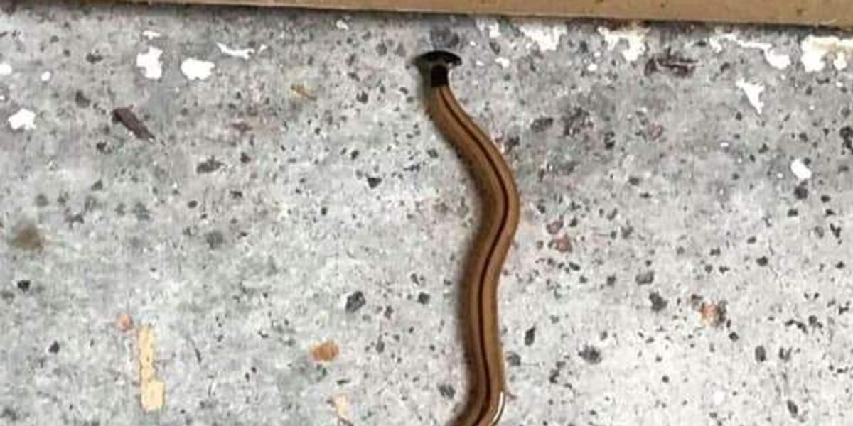 USDA is building fly factory in Texas to stop screwworm