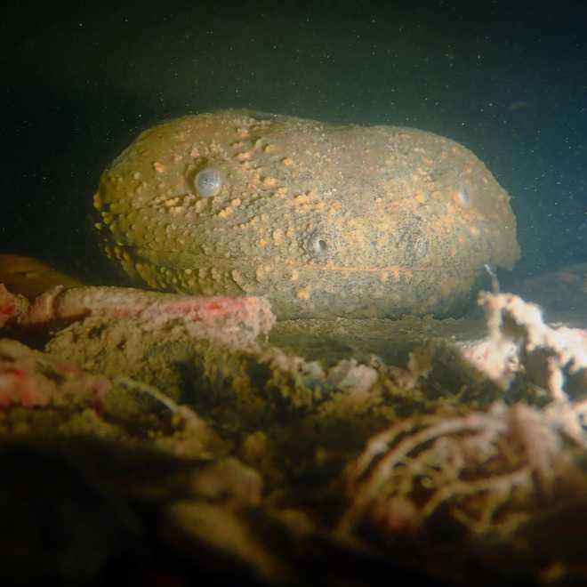 Eastern hellbender found in eastern Kentucky stream