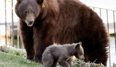 Tahoe bears need humans to act more responsibly; education key to healthy co-existence