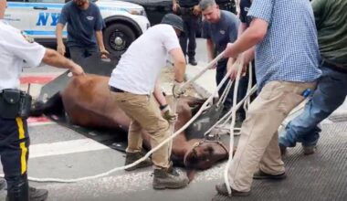 Carriage horse collapses, dies in NYC's Hell's Kitchen