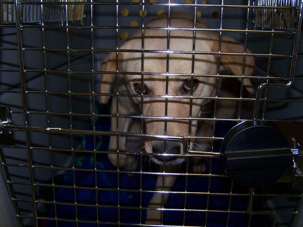 Houston SPCA