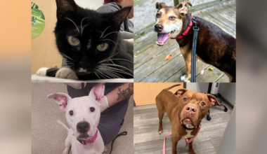 Jacksonville Humane Society offers free adoptions for Senior Citizens Day