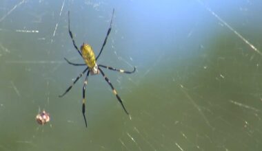 UGA research shows invasive species of spiders in Georgia may also be cannibals – WSB-TV Channel 2