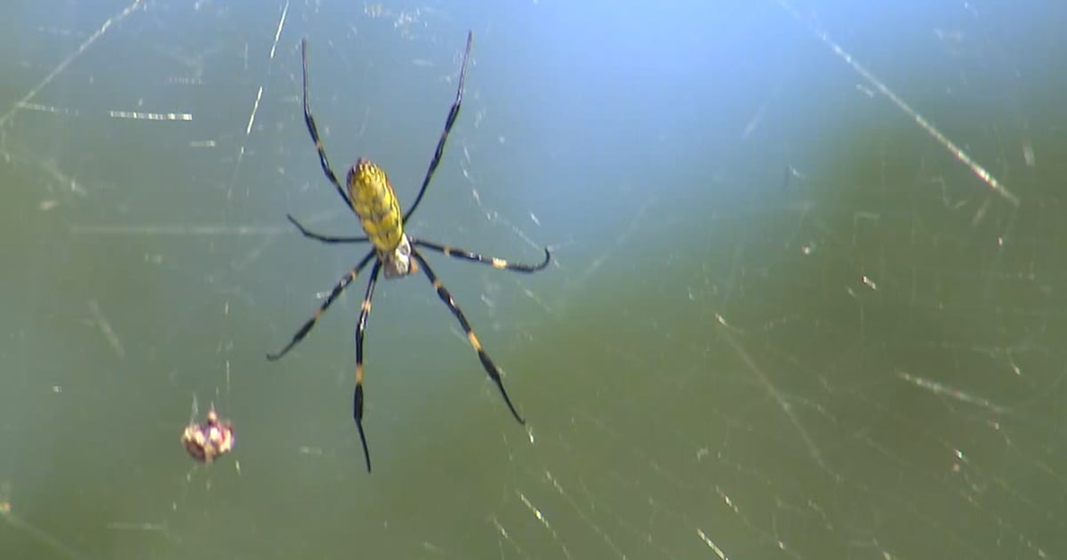 UGA research shows invasive species of spiders in Georgia may also be cannibals – WSB-TV Channel 2