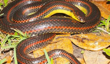 3 rainbow snake sightings recorded in Florida so far – WFTV