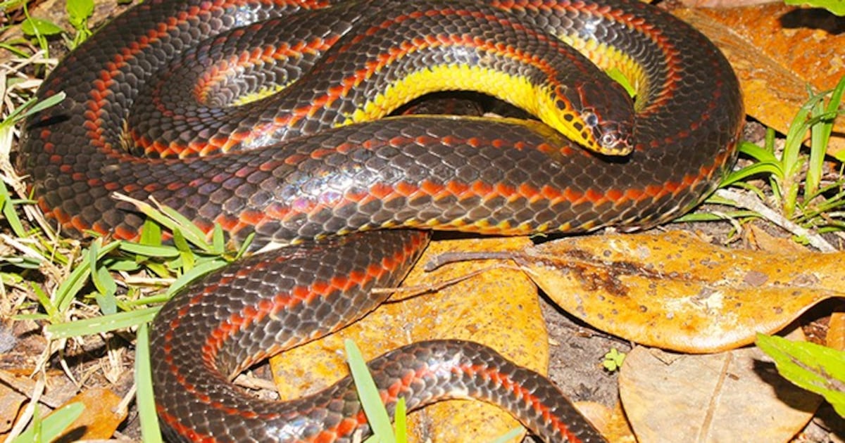 3 rainbow snake sightings recorded in Florida so far – WFTV