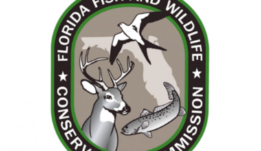 FWC approves black bear hunt in Florida – Action News Jax