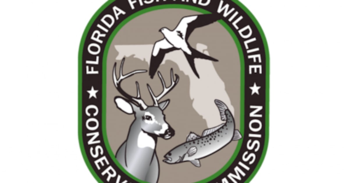 FWC approves black bear hunt in Florida – Action News Jax