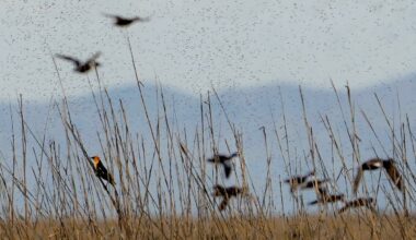 FAQs about Utah law requiring hunting or fishing licenses on some public lands