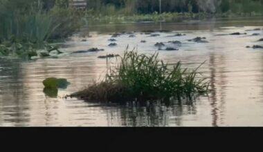 VIDEO: Rare congregation of over 300 alligators spotted in southeast Georgia lake – WSB-TV Channel 2