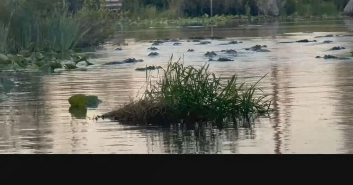 VIDEO: Rare congregation of over 300 alligators spotted in southeast Georgia lake – WSB-TV Channel 2