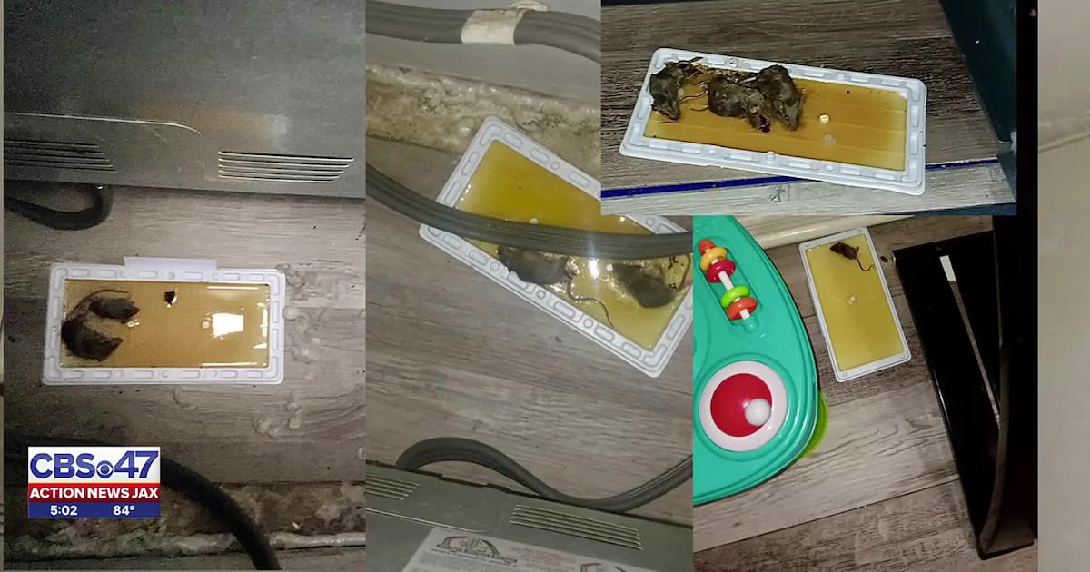 Jacksonville mom fights rodent invasion in rental home – Action News Jax