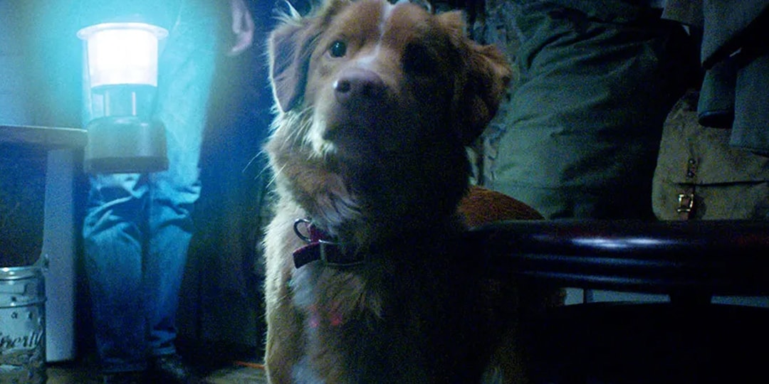 'Good Boy' Official Trailer Dog-Led Horror Film
