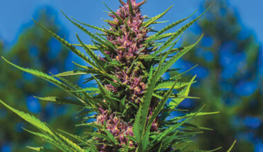 Fire Follower: The Real OG Kush is Back