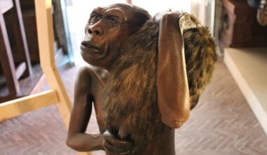 Mystery early human relatives reached Sulawesi over a million years ago, oldest evidence found on ‘hobbit’ island neighbor