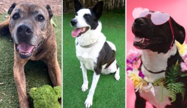 Adopt a long-term pet from San Diego animal shelters – NBC 7 San Diego