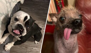 2 LA pups chase glory at World’s Ugliest Dog Contest – NBC Los Angeles