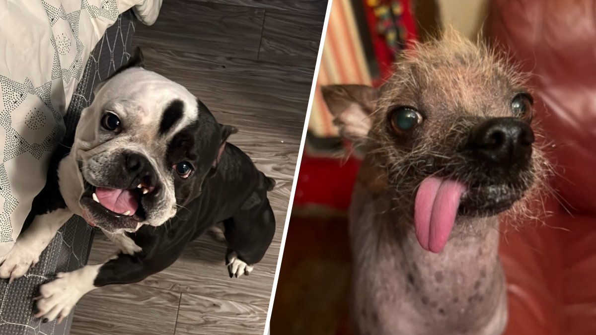 2 LA pups chase glory at World’s Ugliest Dog Contest – NBC Los Angeles