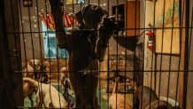 Hundreds of dogs were found in squalor at a fake animal rescue in Ensenada on July 6, 2025.