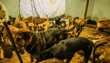 San Diego shelters step up for abused dogs at fake rescue in Mexico – NBC 7 San Diego