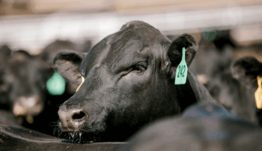 National Beef USPB reflect on first year of genetics-based grid premiums