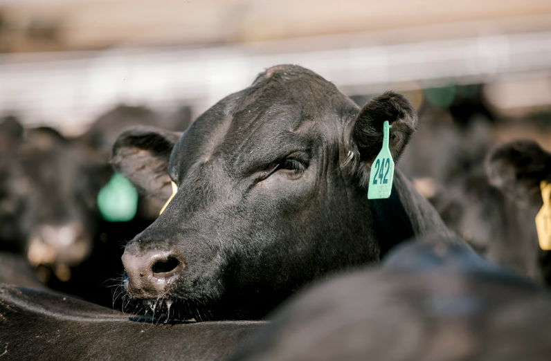 National Beef USPB reflect on first year of genetics-based grid premiums