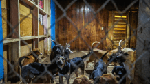 Hundreds of dogs were found in squalor at a fake animal rescue in Ensenada on July 6, 2025.