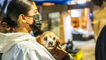 Hundreds of dogs were found in squalor at a fake animal rescue in Ensenada on July 6, 2025.