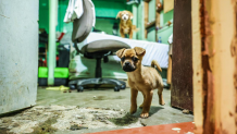Hundreds of dogs were found in squalor at a fake animal rescue in Ensenada on July 6, 2025.